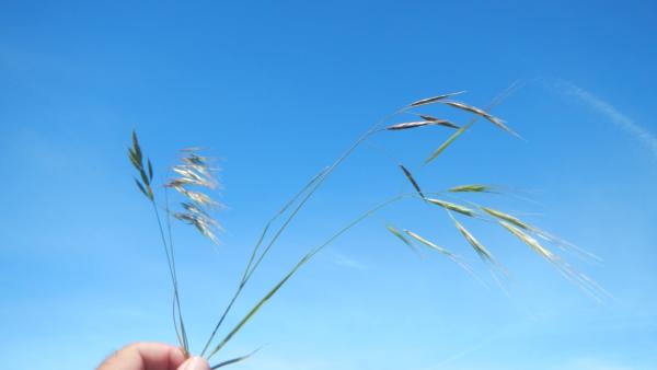 A hand holding a bunch of grasses against a blue sky.