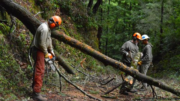 Midpen field staff use chainsaws to clear downed trees in El Corte de Madera Open Space Preserve
