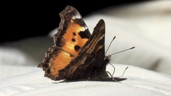 California tortoiseshell butterfly
