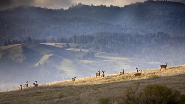 Deer on ridge in MIdpen's Monte Bello Open Space Preserve. (Karl Gohl)