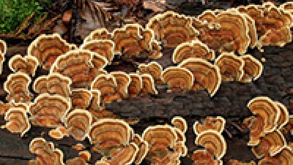 turkey tail fungus on a log