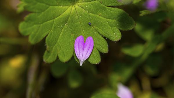 A pink heart-shaped flower petal rests on a green leaf