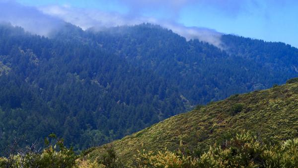 Landscape view of the Santa Cruz Mountain with fog. 