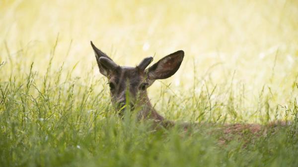 Closeup of a deer sticking its head out of a field of green grass