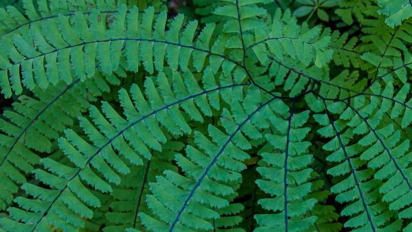 Closeup of a green maidenhair fern