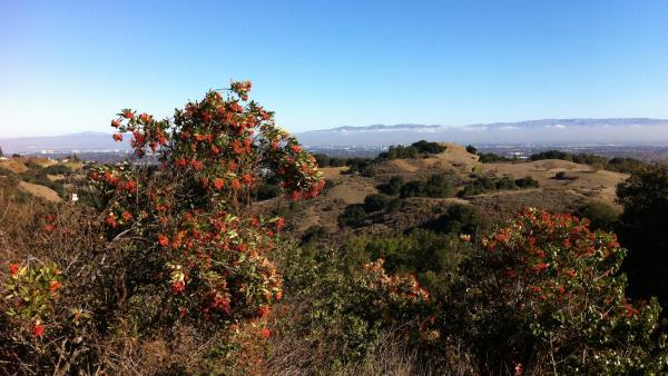Red berries on a bush