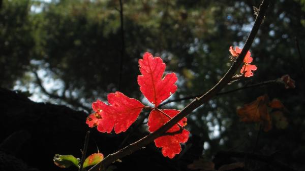 A closeup of a poison oak plant sporting red and orange colored leaves in the fall