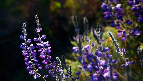 Closeup of a cluster of purple lupine flowers