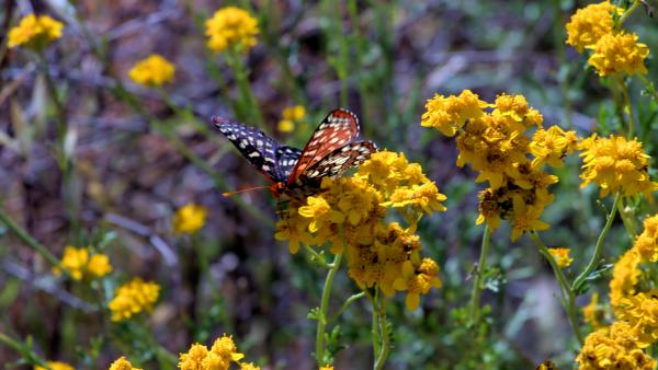 Butterfly (Thomas Soukup) Butterfly on clusters of yellow flowers