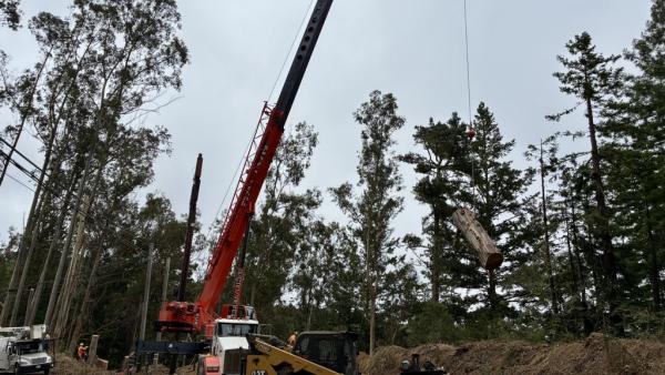 A crane and excavator being used to remove eucalyptus trees along Highway 84