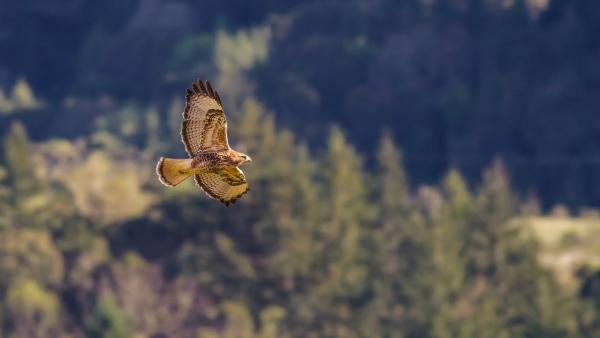 Soaring red-tailed hawk by Jonathan Chang