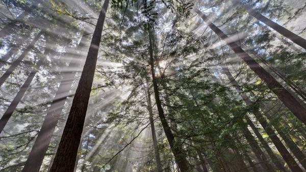 Sun streaming through tall redwood trees