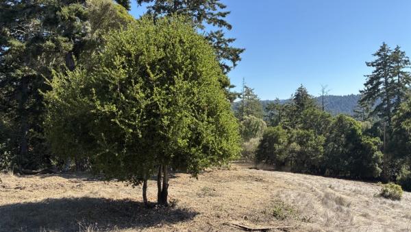 Photo of a fuel break in La Honda Creek Preserve