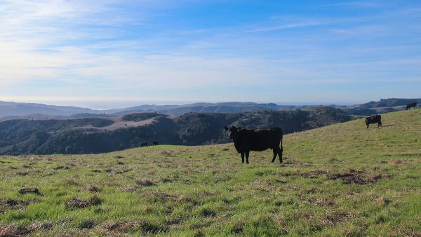 cattle grazing on a hillside