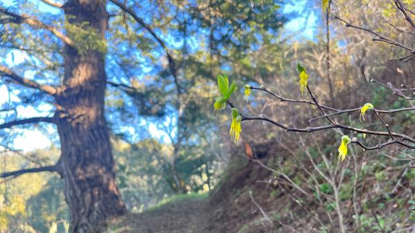 yellow blooms alongside the trail