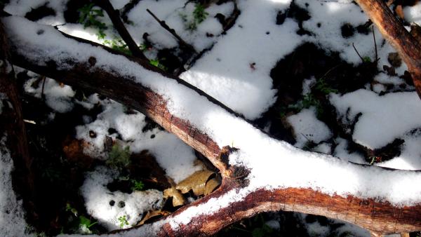 Snow coats a sunny tree branch