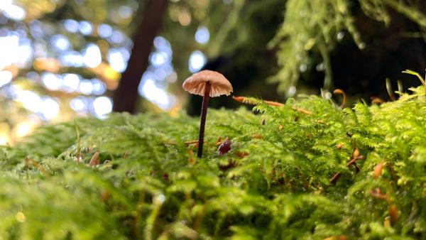 Little brown mushroom poking up from a mossy bed