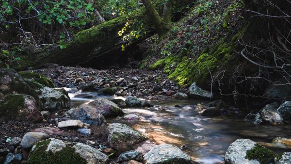 A creek with boulders. 