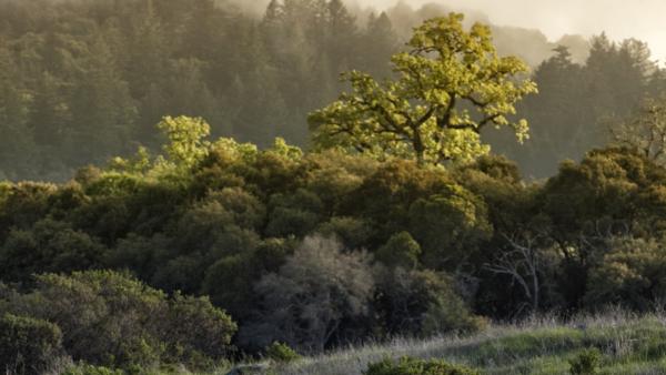 woman running up trail Monte Bello