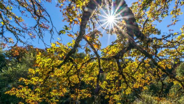Blue sky and sun seen through the branches of a big-leaf maple with yellow leaves. 