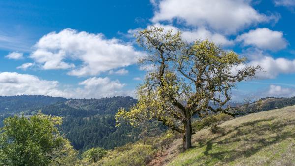 Oak tree and clouds on a bright day