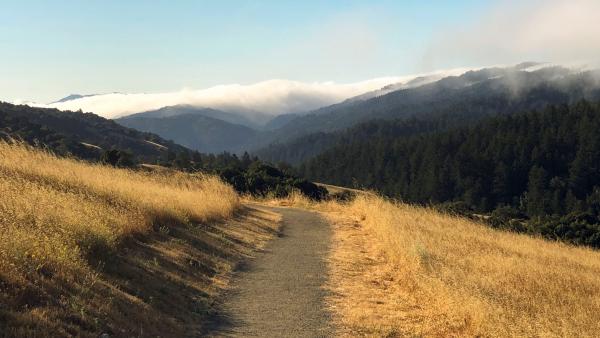 Photo from Monte Bello Open Space Preserve. Photo by Nicole Rodia.