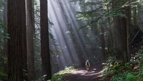 Hiker on the Borden Hatch Trail in Purisima Creek Redwoods Preserve by Karl Gohl.