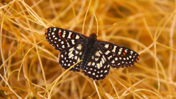 Checkerspot butterfly on bed of dry grass