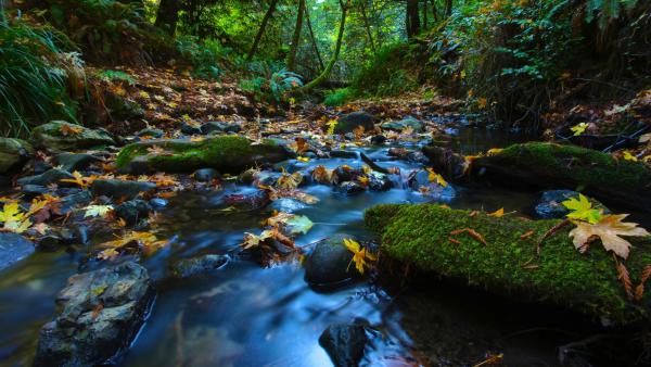 Dried maple leaves lay on the surface of a creek