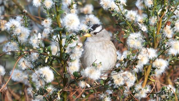 A sparrow blends into the flowers of a coyote brush plant