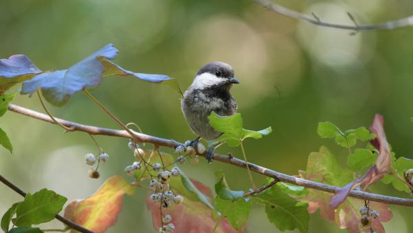 Chickadee perched on a poison oak twig.