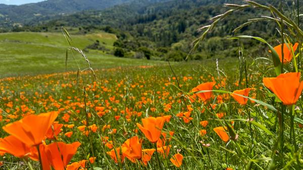 A field of California poppies