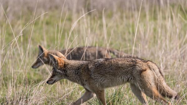 Two coyotes in a field of grass