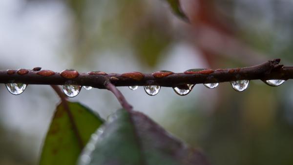 Water droplets hang from a tree branch