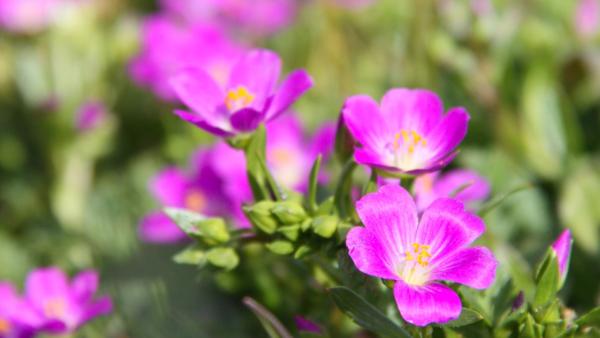 Closeup of California native wildflower: red maids