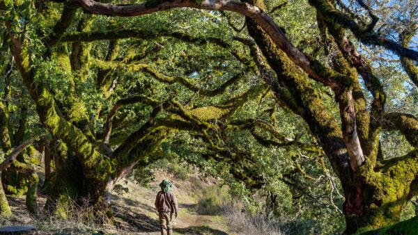 Woman walks beneath canopy of oak trees