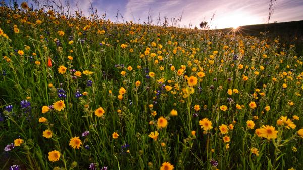 A field of flowers
