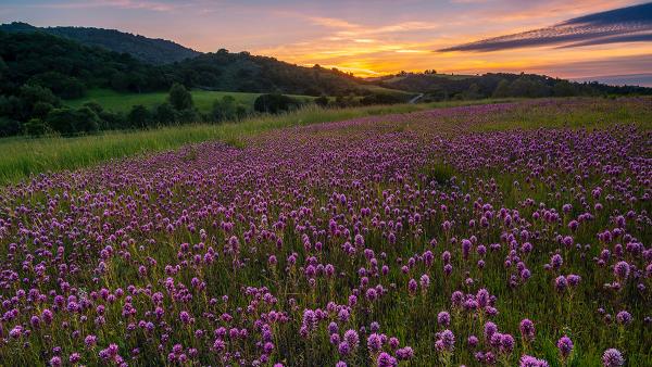 purple flowers blooming at sunset