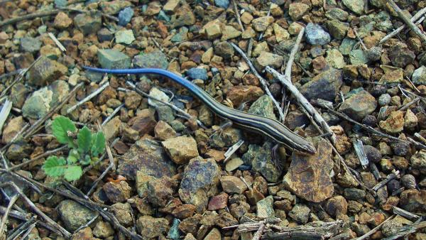 a lizard with a blue tail