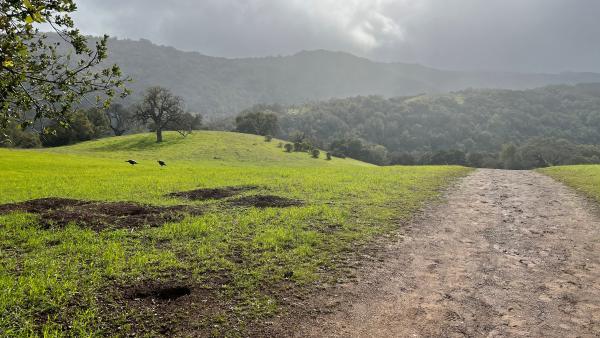 A wet field and muddy trail at Rancho San Antonio