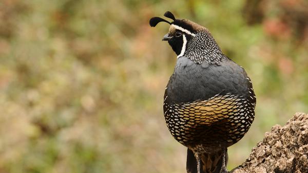 Photo of a California Quail.