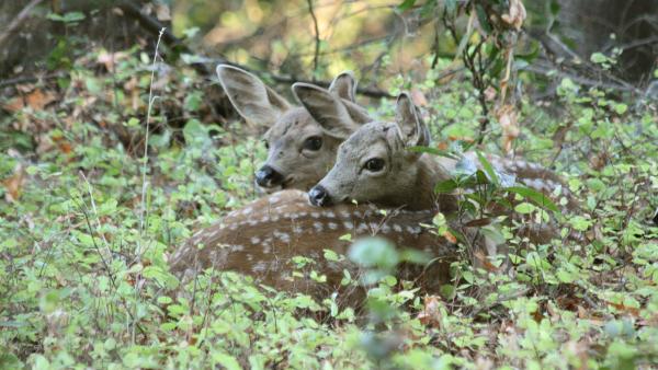 Two fawns curled up in the underbrush of forest together