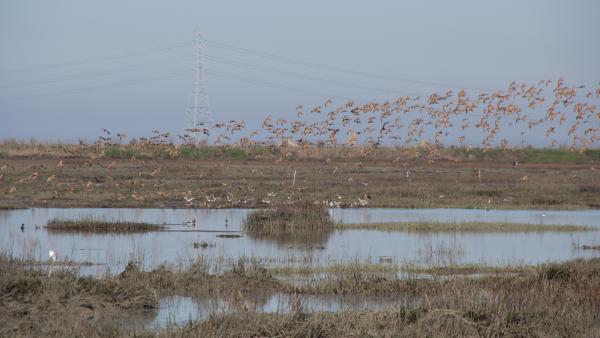 San Francisco baylands by Frances Freyberg