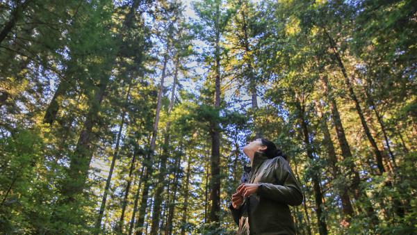 Midpen Biologist Karine Tokatlian in La Honda Creek Preserve's redwood forest. (Kyle Ludowitz)