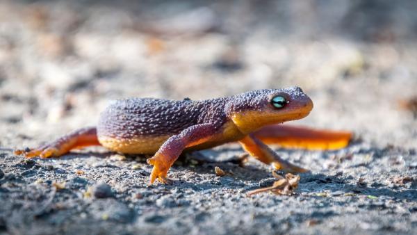 Rough-skinned Newt