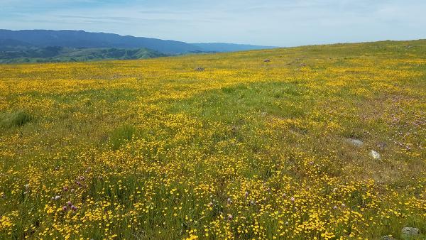 Wildflowers growing in serpentine grasslands