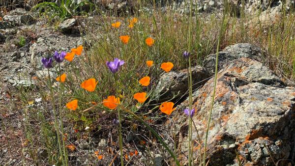 flowers growing in serpentine rock