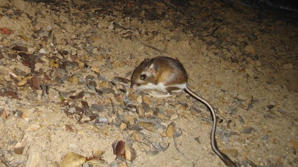 Santa Cruz kangaroo rat photo by Ken Hickman 2