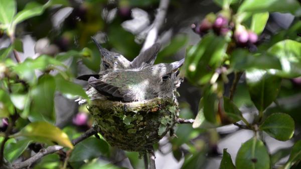 baby hummingbirds in a nest