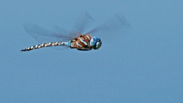 Closeup of a green darner dragonfly in flight